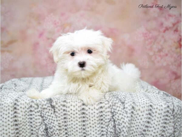 Maltese DOG Female White 22636 Petland Fort Myers, Florida