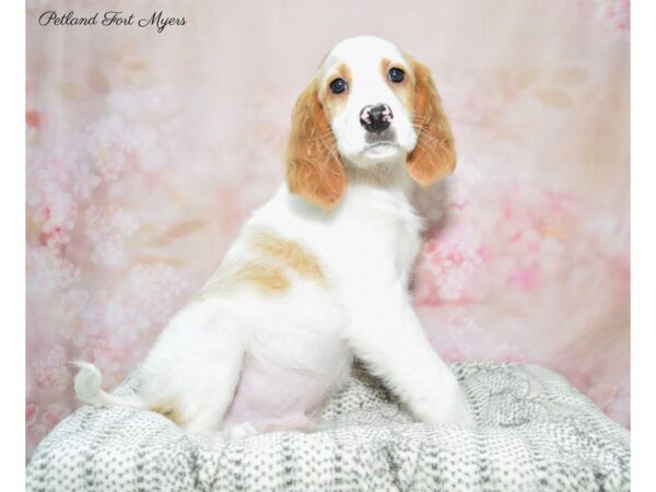 Irish Red and White Setter-DOG-Male-Red & White-22666-Petland Fort Myers, Florida