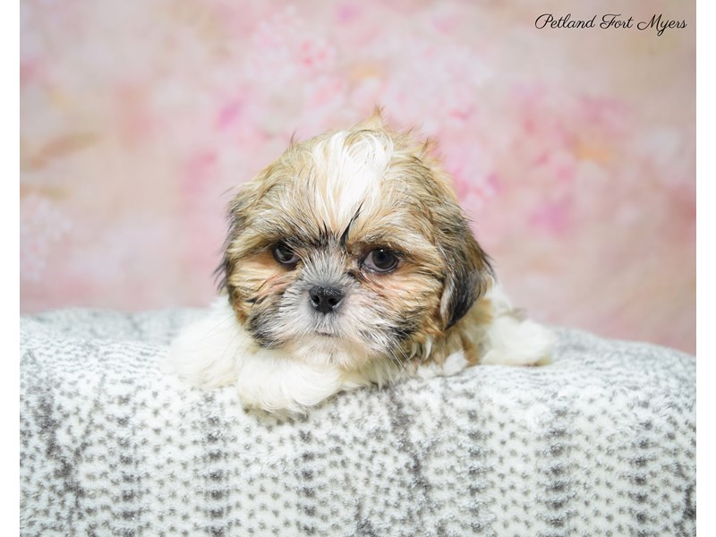 Shih Tzu Puppy Tri ID:22680 Located at Petland Fort Myers, Florida