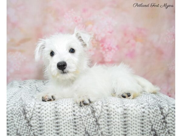 West Highland White Terrier-DOG-Female-Wh-22679-Petland Fort Myers, Florida