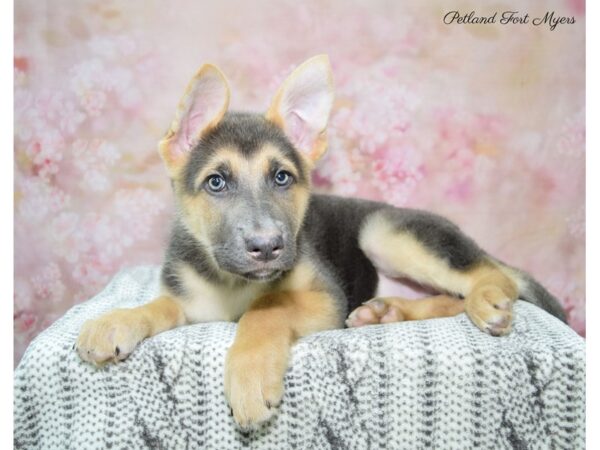 German Shepherd DOG Female BL 22678 Petland Fort Myers, Florida