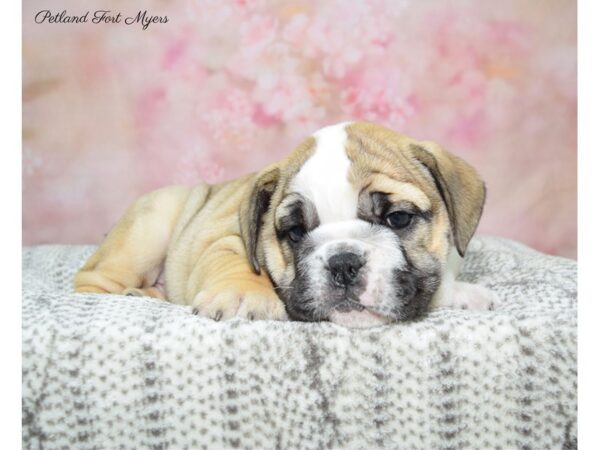 Bulldog DOG Female Red & White 22677 Petland Fort Myers, Florida