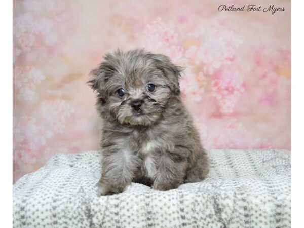 Pom Poo DOG Female Blue Merle 22676 Petland Fort Myers, Florida