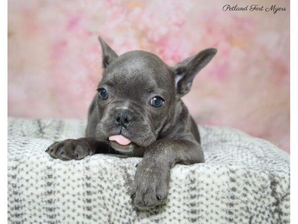 French Bulldog DOG Male BL 22675 Petland Fort Myers, Florida