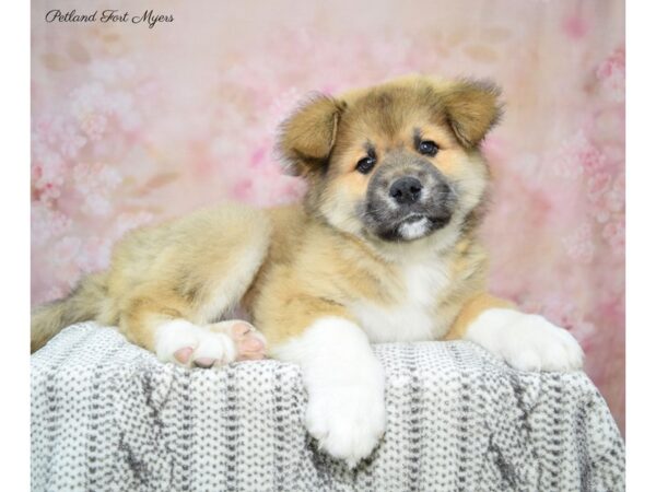 Akita DOG Male Sable & White 22674 Petland Fort Myers, Florida