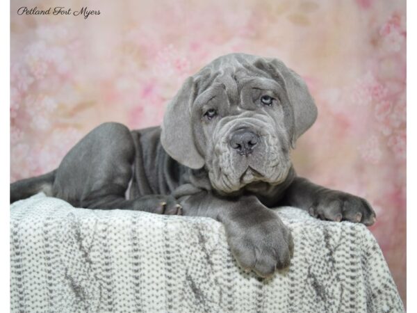 Neapolitan Mastiff DOG Male BL 22673 Petland Fort Myers, Florida