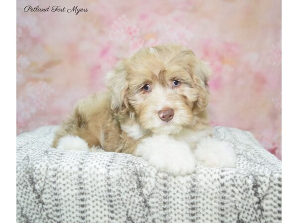 Miniature Aussidoodle-DOG-Male-Choc Mrl-22672-Petland Fort Myers, Florida