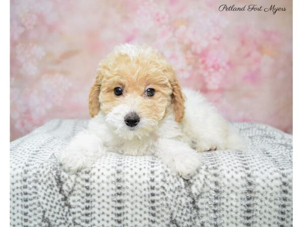 Goldendoodle Mini DOG Female Red & Wh, Parti 22671 Petland Fort Myers, Florida