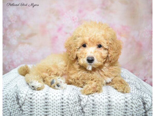 Goldendoodle Mini DOG Male Red 22670 Petland Fort Myers, Florida