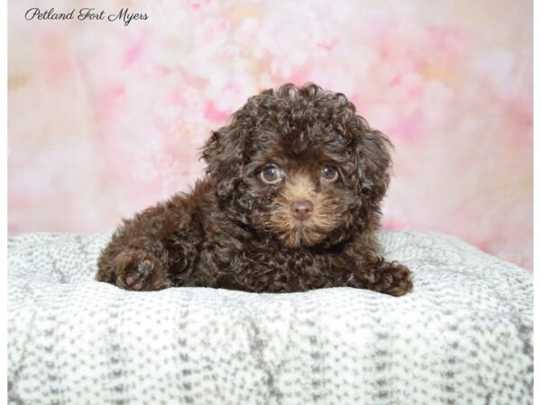 Poodle DOG Female Chocolate 22669 Petland Fort Myers, Florida