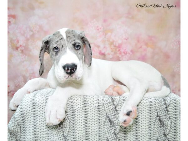 Great Dane DOG Male Bl & Wh, Pbld 22668 Petland Fort Myers, Florida