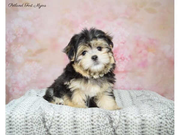 Shih-Poo (Shih Tzu/Poodle) DOG Male Tri 22667 Petland Fort Myers, Florida