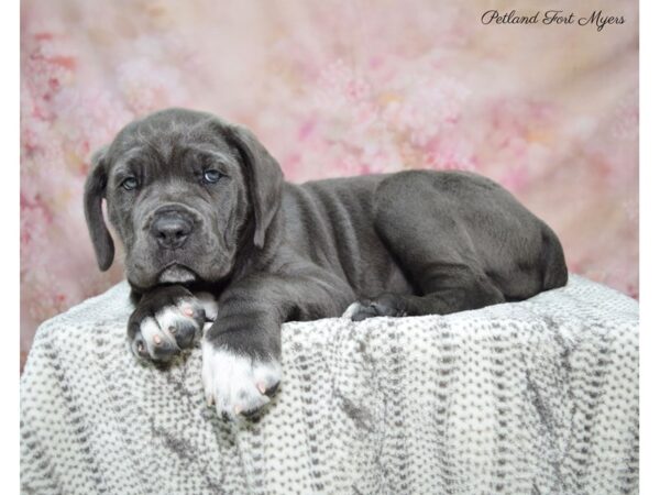 Cane Corso-DOG-Female-BL-22692-Petland Fort Myers, Florida