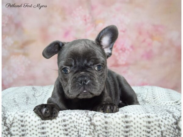 French Bulldog DOG Female BL 22689 Petland Fort Myers, Florida