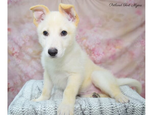 German Shepherd DOG Female Wh 22686 Petland Fort Myers, Florida