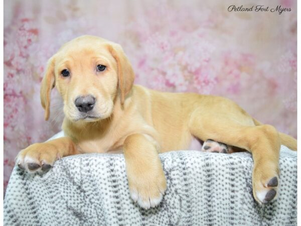 Labrador Retriever DOG Male Yellow 22687 Petland Fort Myers, Florida