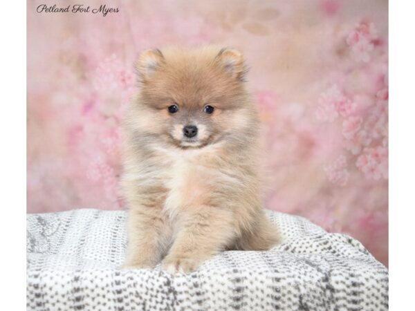 Pomeranian DOG Male Bl Fn 22686 Petland Fort Myers, Florida