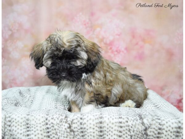 Havanese DOG Female Dark Sable 22685 Petland Fort Myers, Florida