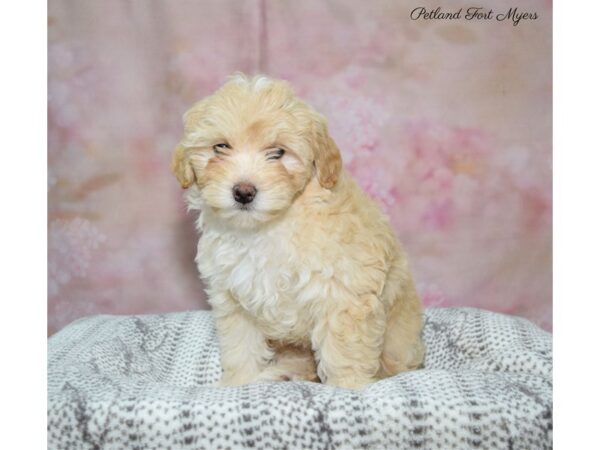 F1B Mini Goldendoodle DOG Female Apricot 22684 Petland Fort Myers, Florida