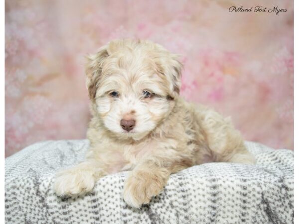 Miniature Aussidoodle-DOG-Male-Chocolate Merle-22683-Petland Fort Myers, Florida