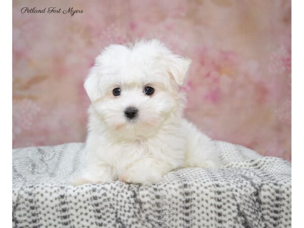 Maltese DOG Female White 22682 Petland Fort Myers, Florida