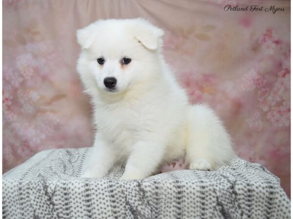 American Eskimo DOG Female White 22681 Petland Fort Myers, Florida