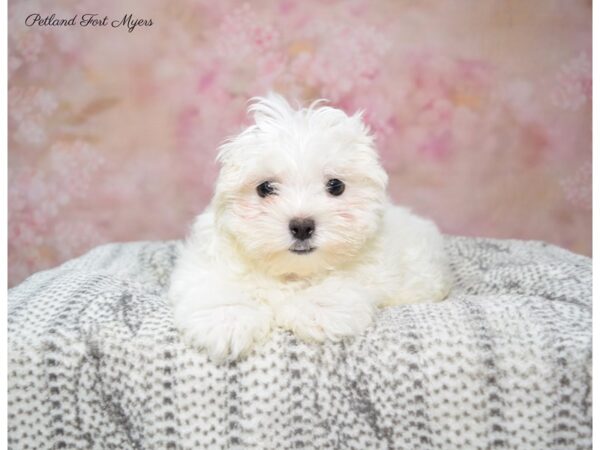 Maltese DOG Female Wh 22708 Petland Fort Myers, Florida