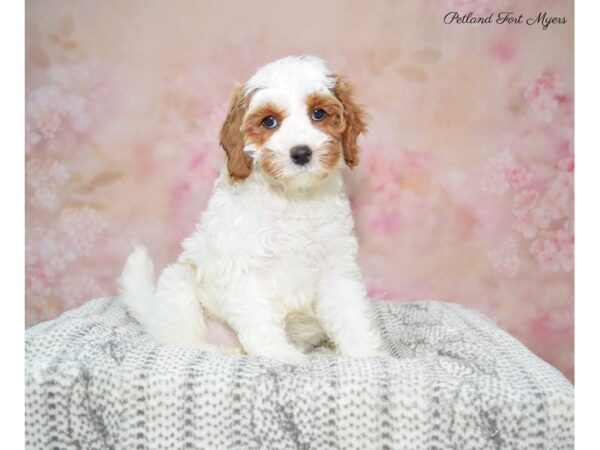 Cava Poo/Poo-DOG-Male-Blenheim-22707-Petland Fort Myers, Florida