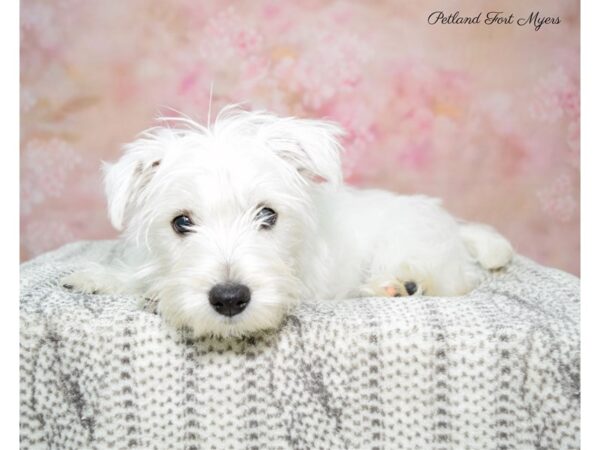 West Highland White Terrier DOG Female White 22706 Petland Fort Myers, Florida