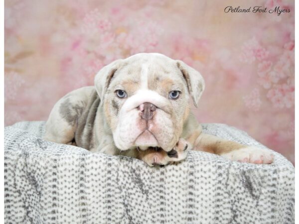 English Bulldog DOG Male Lilac Merle 22705 Petland Fort Myers, Florida