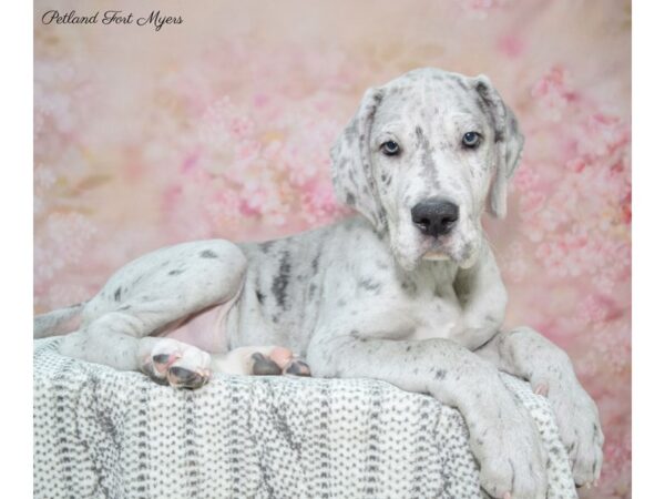 Great Dane DOG Female Merle 22704 Petland Fort Myers, Florida