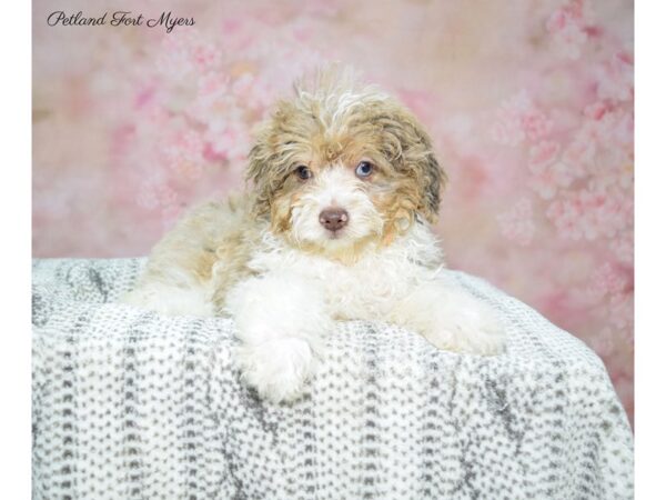 Miniature Aussidoodle DOG Male Red Merle 22703 Petland Fort Myers, Florida