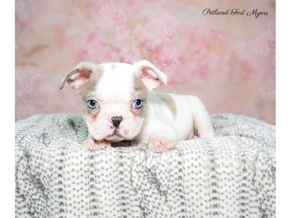 Boston Terrier DOG Male Bl Mrl & Wh 22702 Petland Fort Myers, Florida