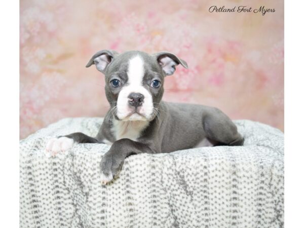 Boston Terrier DOG Female Bl & Wh 22701 Petland Fort Myers, Florida