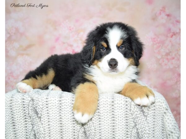 Bernese Mountain Dog DOG Male Tri 22700 Petland Fort Myers, Florida