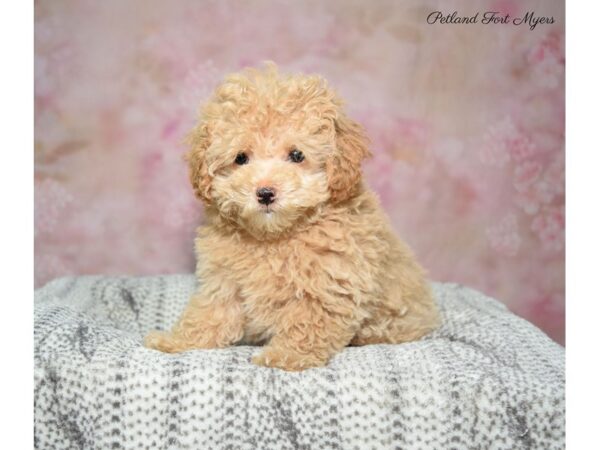 Poodle DOG Male Apricot 22699 Petland Fort Myers, Florida