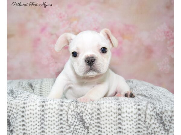 French Bulldog DOG Male Cream 22698 Petland Fort Myers, Florida