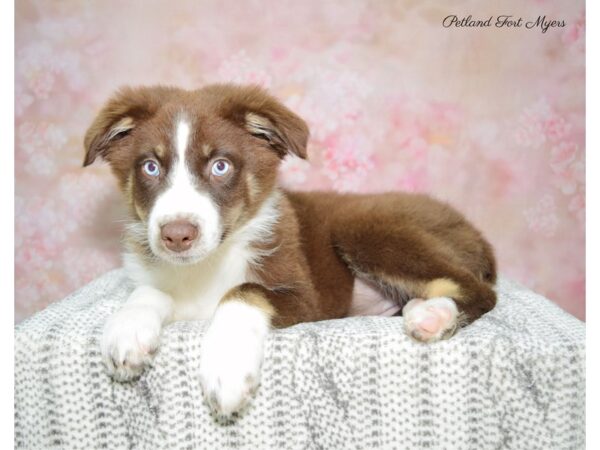 Australian Shepherd DOG Female Tri 22697 Petland Fort Myers, Florida