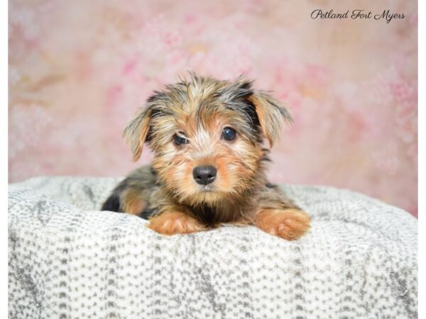 Yorkshire Terrier DOG Female Blue Merle 22696 Petland Fort Myers, Florida