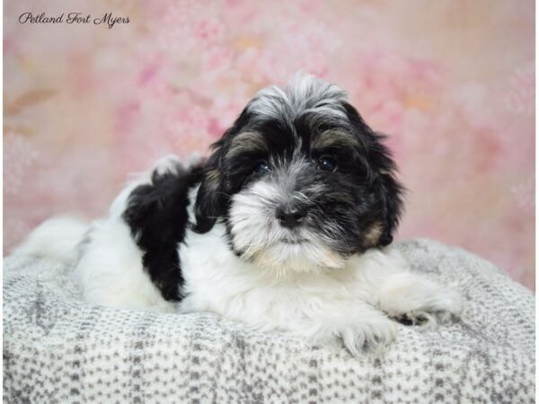 Havanese DOG Male Blk Wh & Tn, Prti 22695 Petland Fort Myers, Florida