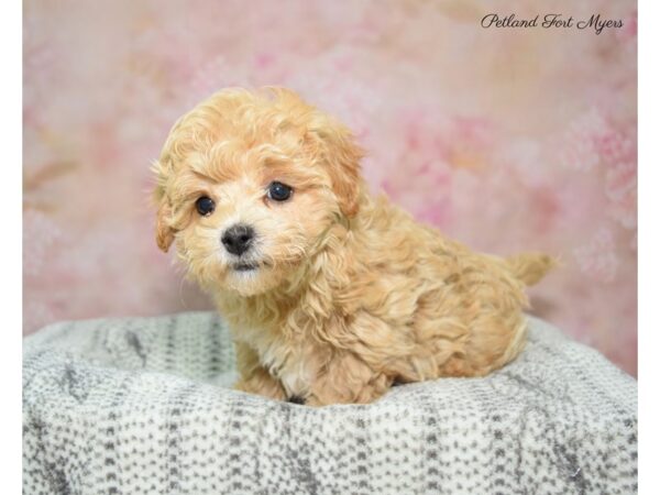 Bichon Frise / Poodle DOG Male Apricot 22694 Petland Fort Myers, Florida