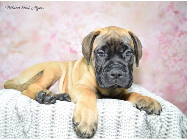 Bull Mastiff DOG Male Fawn, Black Mask 22730 Petland Fort Myers, Florida