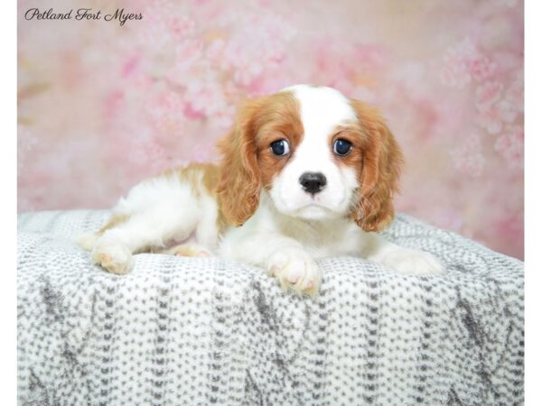 Cavalier King Charles Spaniel-DOG-Female-Blenheim-22729-Petland Fort Myers, Florida