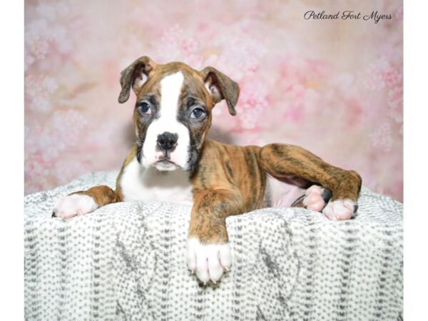 Boxer DOG Male Brindle & White 22728 Petland Fort Myers, Florida