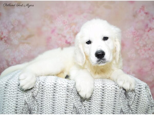 Golden Retriever DOG Male Cream 22727 Petland Fort Myers, Florida