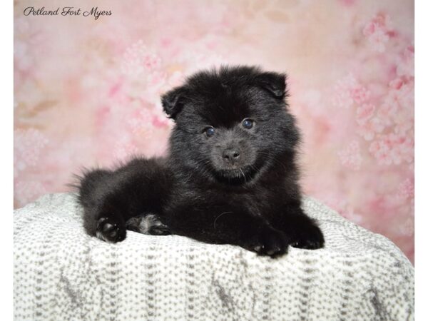 Pomsky 2nd Gen-DOG-Female-Black-22725-Petland Fort Myers, Florida