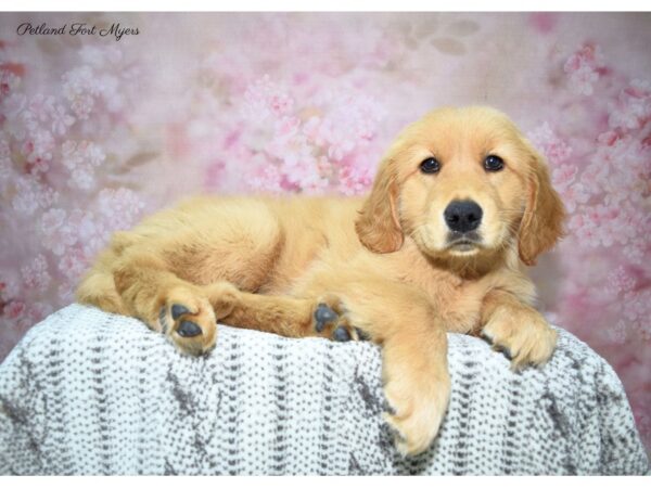 Golden Retriever DOG Female Golden 22724 Petland Fort Myers, Florida