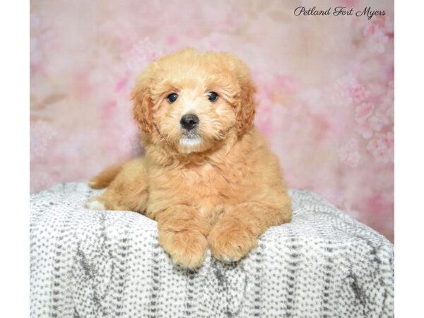 Cava Poo/Poo DOG Female Red & White 22723 Petland Fort Myers, Florida