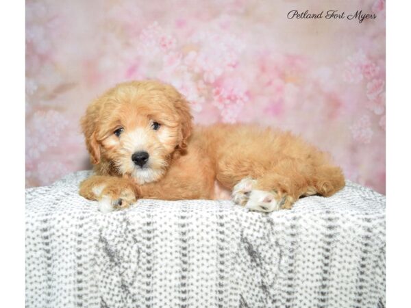 Cava Poo/Poo DOG Male Red & White 22722 Petland Fort Myers, Florida