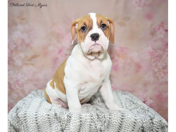 Olde Bulldog-DOG-Female-Wh & Fn-22721-Petland Fort Myers, Florida